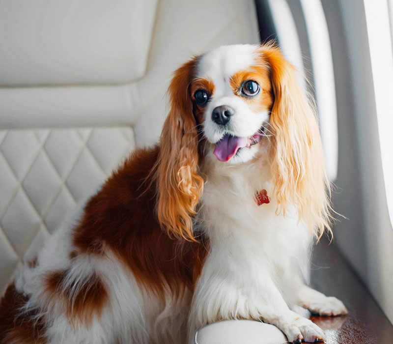 A flexible way to travel throughout Europe